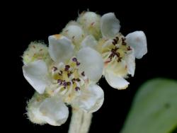 Cotoneaster glaucophyllus: Flower.
 Image: D. Glenny © Landcare Research 2017 CC BY 3.0 NZ
